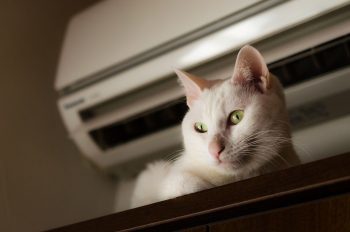 white cat by an air conditioner